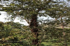 Terminalia paniculata